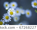 Dark background with close-up of white flowers 67268227
