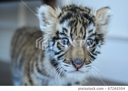 小老虎 小老虎 67268304