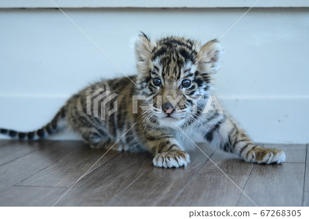 Child tiger who was interested in this 67268305