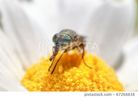 Striped pattern on the eye 67268838