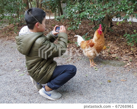 A boy in elementary school shooting a chicken on the approach to Atsuta Jingu 67268961