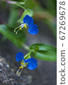 blue flower	 67269678