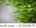 Powerful grass 67269679