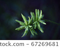 Leaves in the dark 67269681