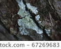 Mossy tree skin 67269683