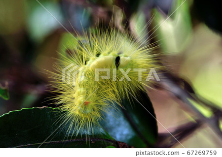 Lingoderma larvae Lingoderma larvae 67269759