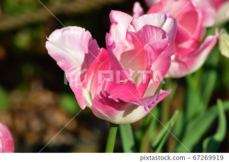 A picture of a pink and white flower of a parrot blooming tulip that is estimated to be Niigata No. 11 (love) A picture of a pink and white flower of a parrot blooming tulip that is estimated to be Niigata No. 11 (love) 67269919