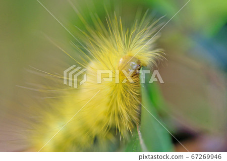 Lingoderma larvae 67269946