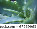 Aloe and raindrops 67269963