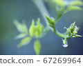 Drops on the leaves 67269964