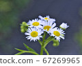 Black bokeh background with white flowers 67269965