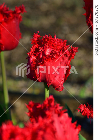 A photo taken up of the red fringe flower of a tulip estimated to be Barbados 67270270