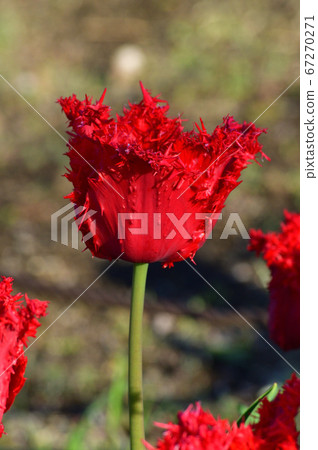 A photo taken up of the red fringe flower of a tulip estimated to be Barbados A photo taken up of the red fringe flower of a tulip estimated to be Barbados 67270271