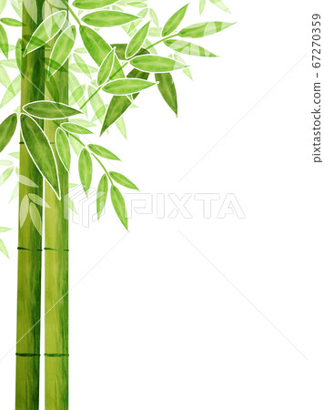 Bamboo wallpaper, Bamboo background, Lucky bamboo plants