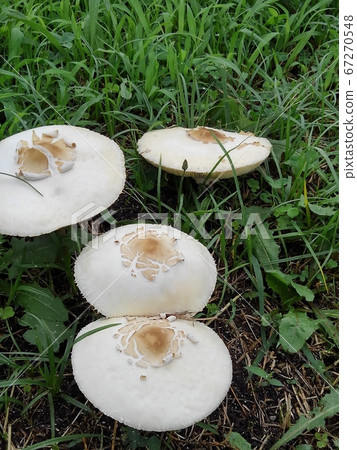 Mushrooms: Pleurotus cornucopia: Riverbed of the Yodo River Mushrooms: Pleurotus cornucopia: Riverbed of the Yodo River 67270548