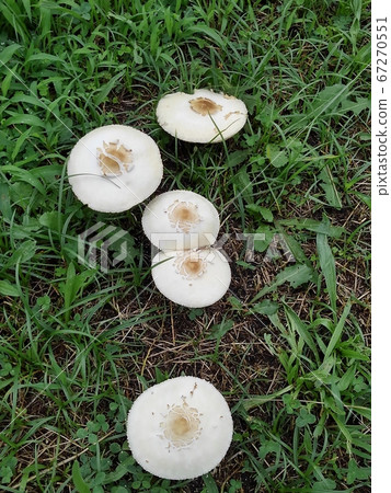 Mushrooms: Pleurotus cornucopia: Riverbed of the Yodo River Mushrooms: Pleurotus cornucopia: Riverbed of the Yodo River 67270551