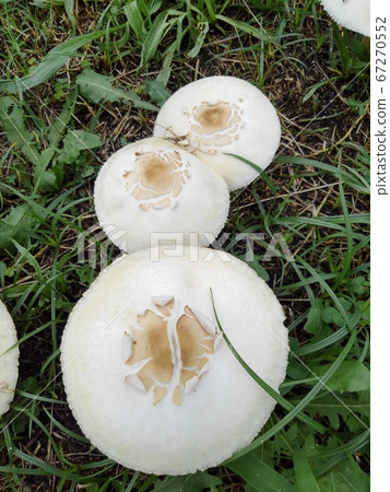 Mushrooms: Pleurotus cornucopia: Riverbed of the Yodo River 67270552