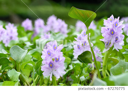 Kubo Park in the West "Water Hyacinth" Kubo Park in the West "Water Hyacinth" 67270775
