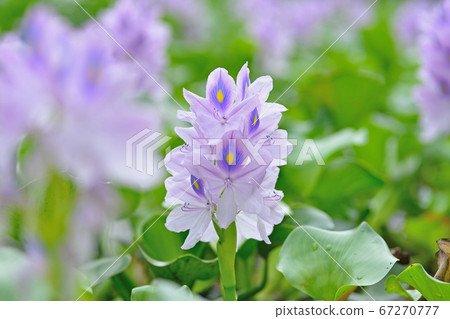 Kubo Park in the West "Water Hyacinth" 67270777