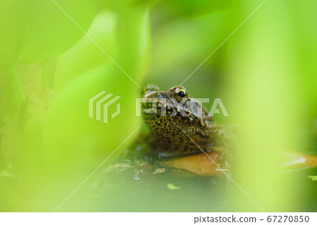西部的久保公園“ Tsujigaeru” 67270850