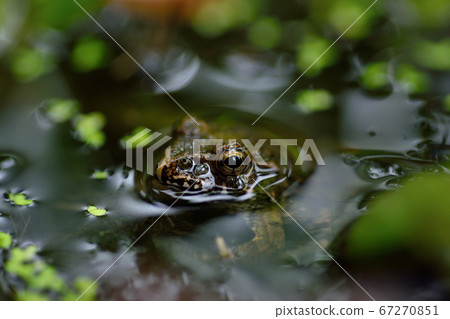 Kubo Park in the West "Tsujigaeru" 67270851