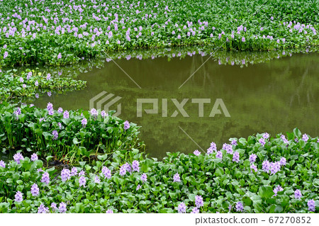 Kubo Park in the West "Water Hyacinth" 67270852