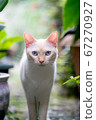 White Cat 67270927