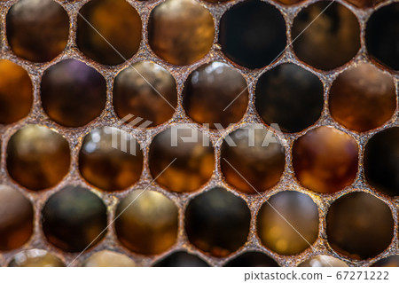 macro Honey bee beehive wax frame filled with pollen flower powder food closeup 67271222