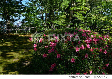 Early summer of Kenrokuen 67271470
