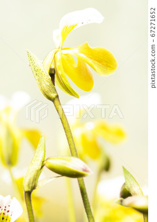 Yellow orchid, Beautiful Paphiopedilum 67271652