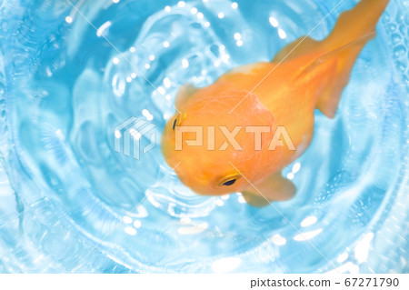 goldfish in blue water 67271790