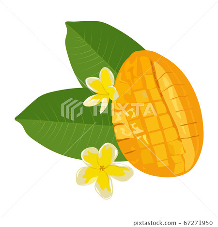 Vector stock illustration of tropical juicy orange delicious southern Asian sliced mango fruit and green leaves. frangipani flowers. isolated on a white background. For banner postcards menu flyers 67271950