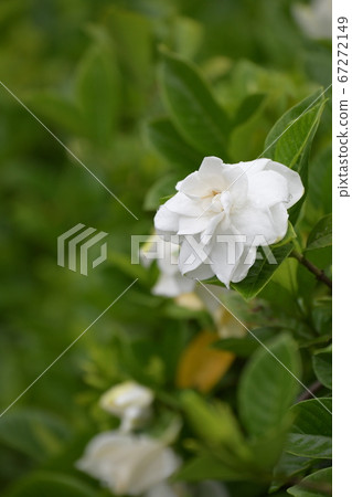 熱帶花卉 熱帶花卉 67272149