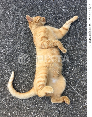 小睡小貓 小睡小貓 67272182