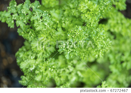 green, foliage, leaf 67272467