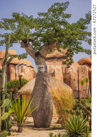 Baobab trees along the unpaved red road at sunny hot day. Madagascar 67272527