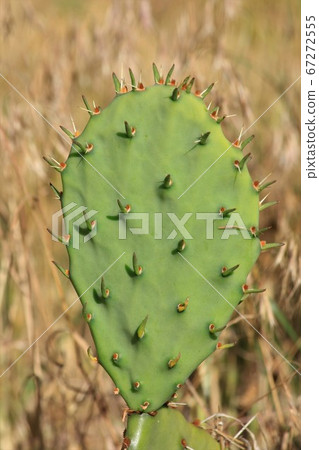 Colorful green Cactus shot closeup with brown grass in Kansas with new growth. 67272555