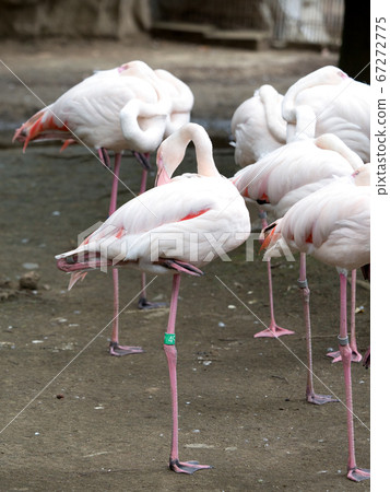 Europe Flamingo Europe Flamingo 67272775