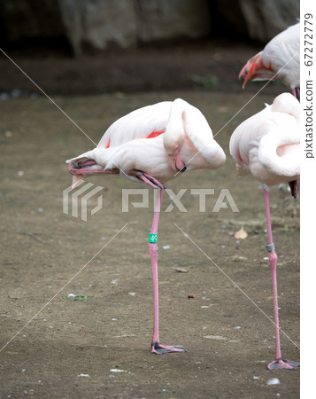 Europe Flamingo Europe Flamingo 67272779