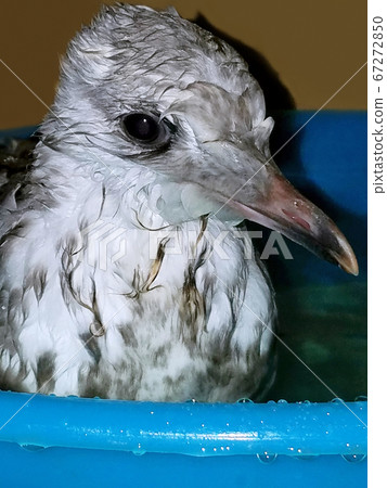 A gull chick is swimming. A gull chick is swimming. 67272850