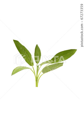 Green twig of sage Green twig of sage 67273359