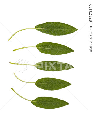Collection of sage leaves Collection of sage leaves 67273360