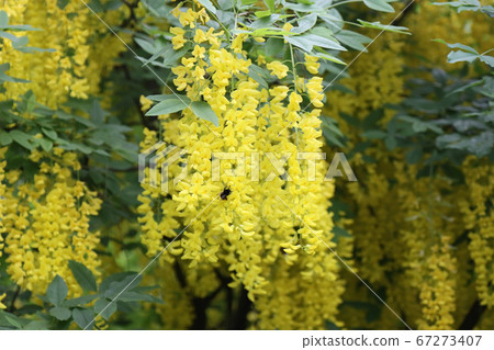 Flowering yellow acacia in the garden. Flowering yellow acacia in the garden. 67273407