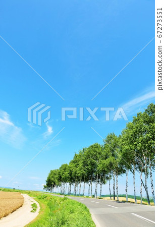 Seven star tree of Hokkaido blue sky 67273551