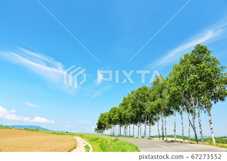 Seven star tree of Hokkaido blue sky Seven star tree of Hokkaido blue sky 67273552