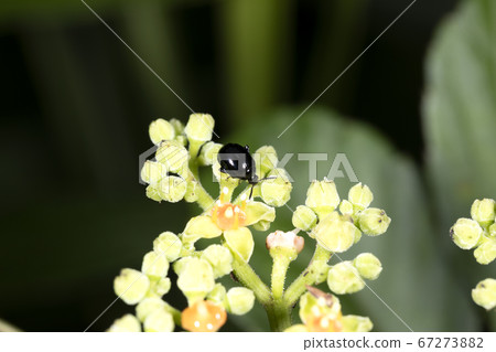 Ruri Marni beetle 67273882