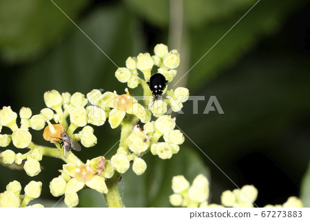 Ruri Marni beetle 67273883