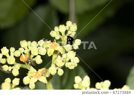 Ruri Marni beetle 67273884