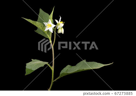 華納索比 67273885