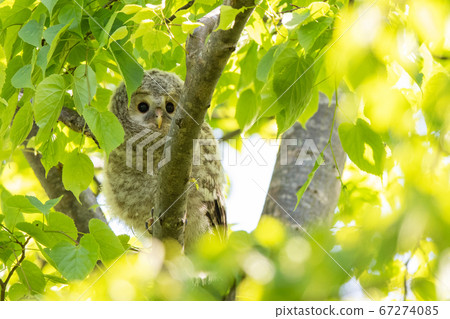 A fledgling Ezo owl chick 67274085